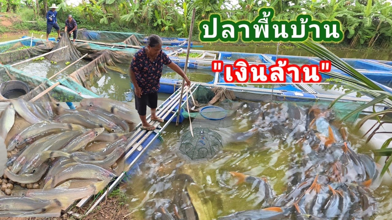 คุณยายวัย 63 ปีเลี้ยงปลาพื้นบ้านข้างบ้าน...รายได้หลักแสนต่อเดือน ปลาหมู จ.อำนาจเจริญ