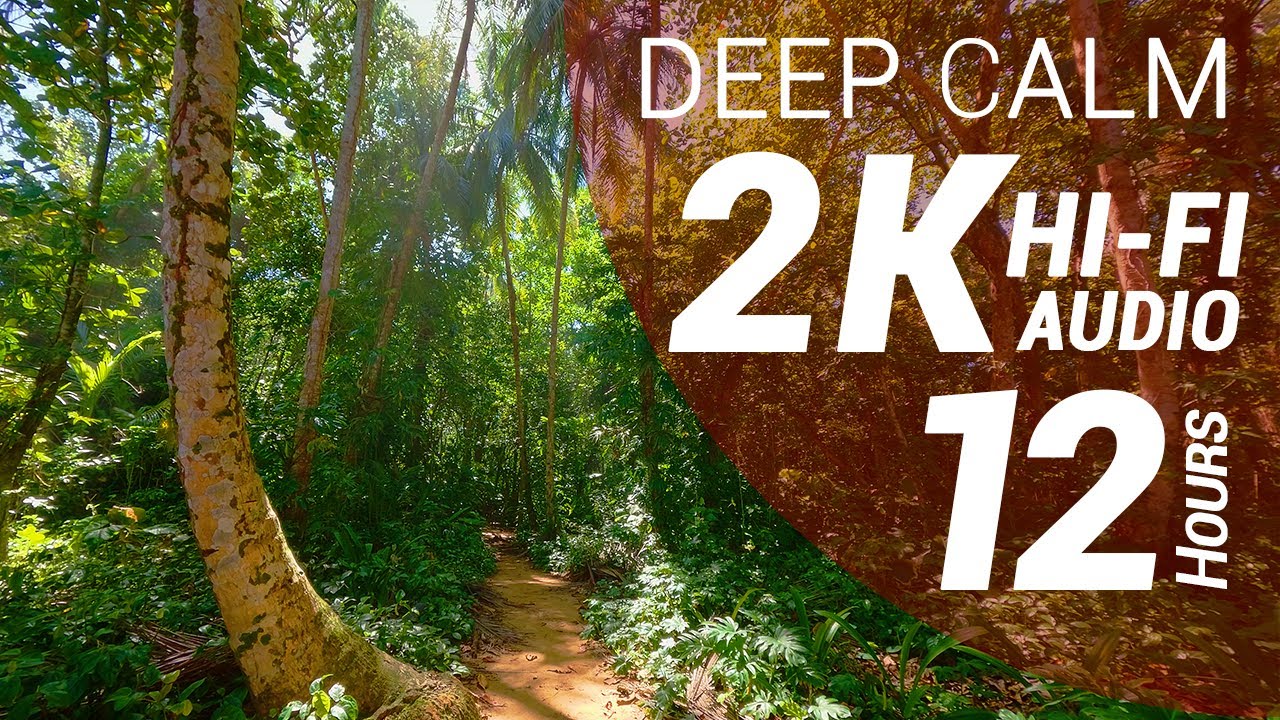 12 Hours of Birds and Waves Sounds - Tropical Wet Forest (2K - Hi-Fi Audio - No Talking)