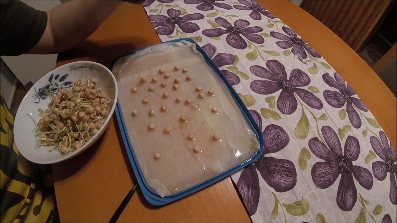 Test na zdolność  kiełkowania część druga/ Kula