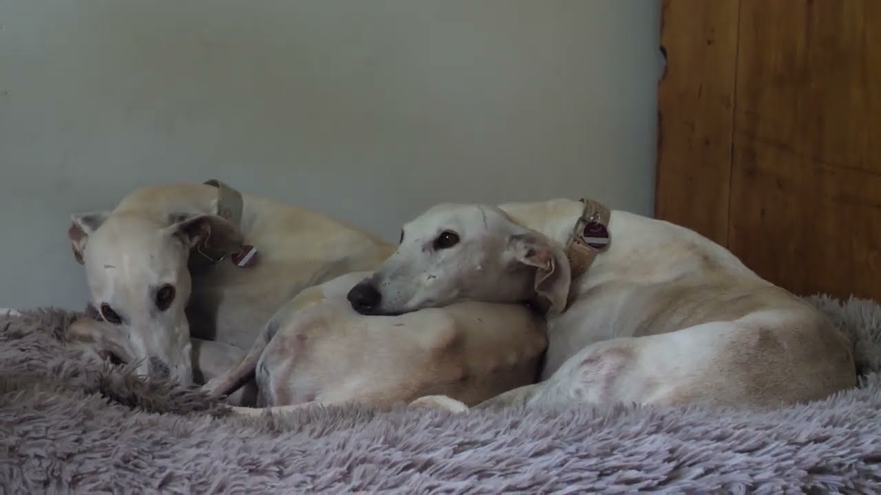 Die Geschwister Ana und Lucero suchen gemeinsam eine Familie