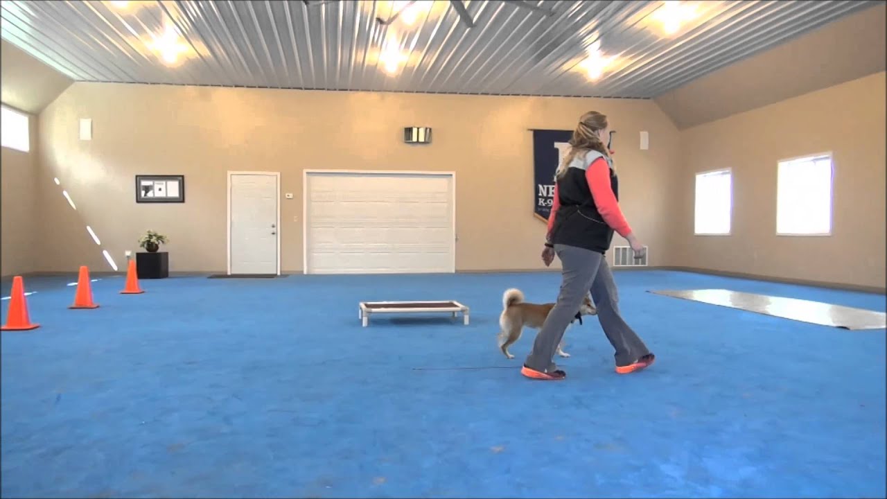 Keiko (Shiba Inu) Dog Training Demonstration