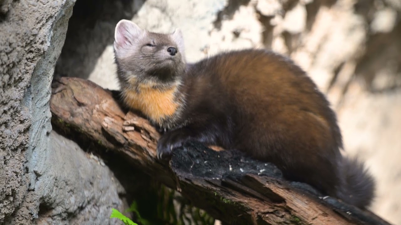 Rescued American marten finds forever, loving home at Northwest Trek Wildlife Park