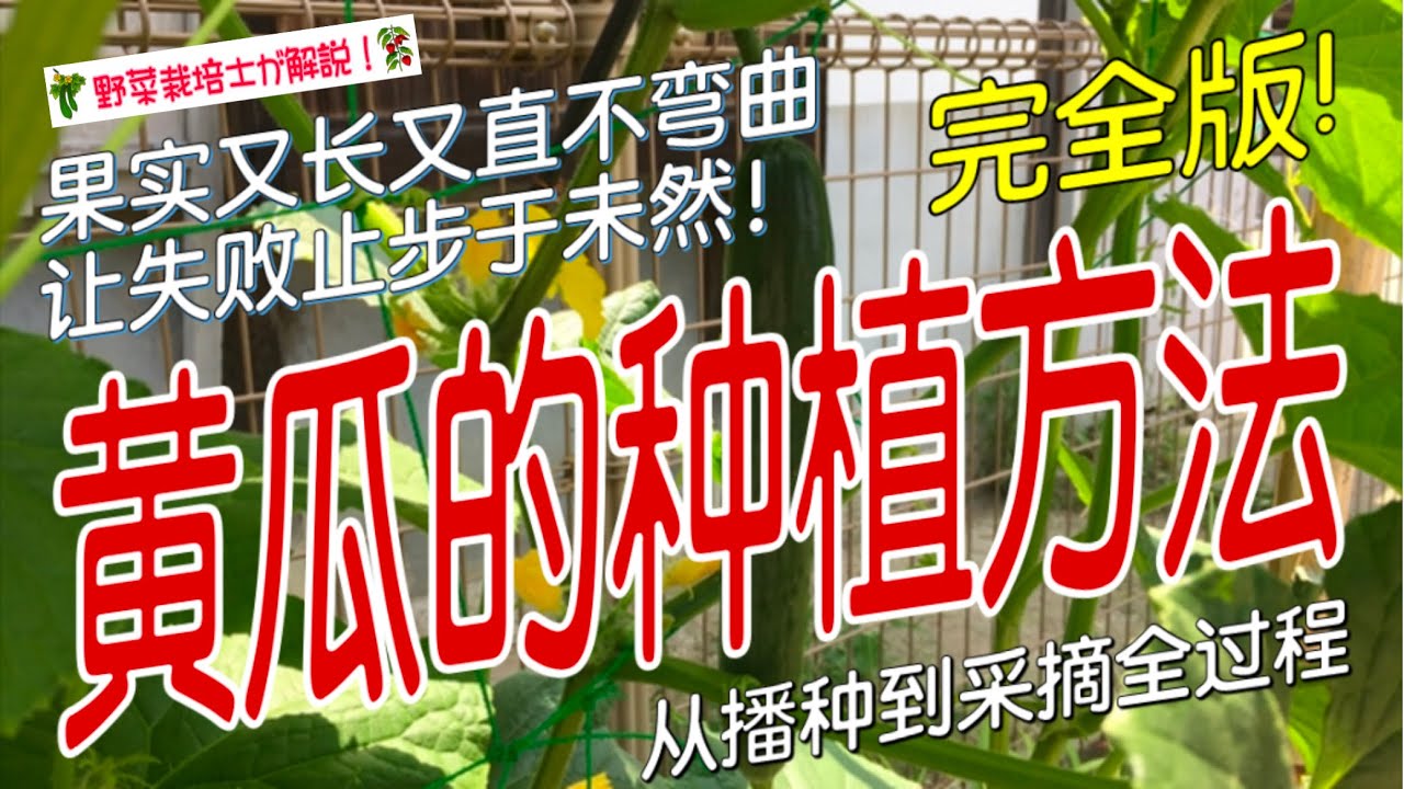 《黄瓜的种植方法》家庭菜园必看！黄瓜种植全攻略，从播种到丰收一步到位 轻松种出又长又直的好瓜