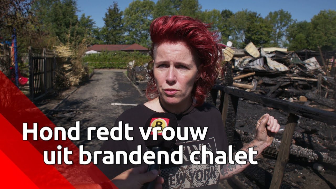 Hond redt vrouw uit brandend chalet op camping in Nieuw-Vossemeer: 'Ze hoorde de rookmelder niet'