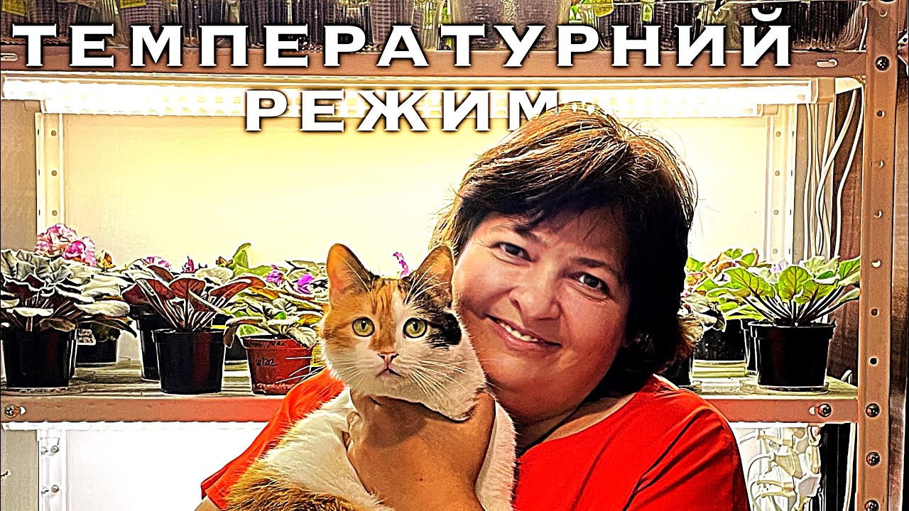 ЯКА КОМФОРТНА ТЕМПЕРАТУРА ДЛЯ ВИРОЩУВАННЯ УЗУМБАРСЬКОЇ ФІАЛКИ? #продажфіалок#рослиниукраїна#фіалки