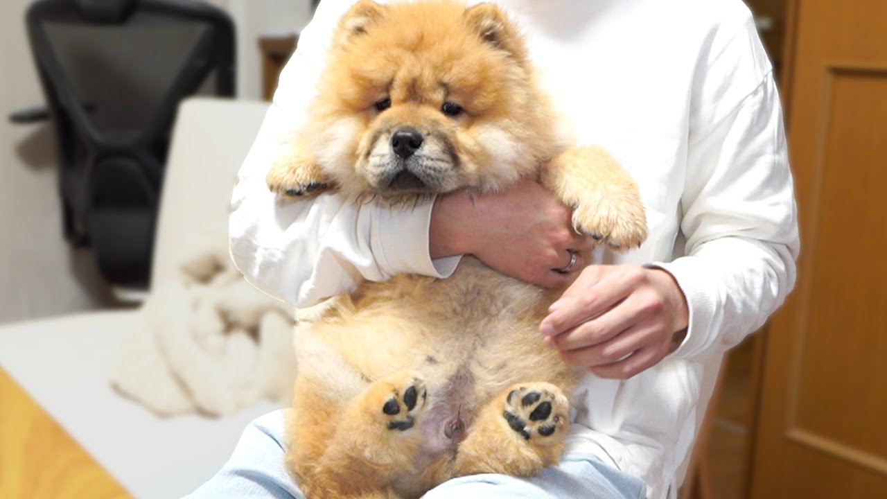 チャウチャウの子犬はたった3週間でこんなに大きくなります