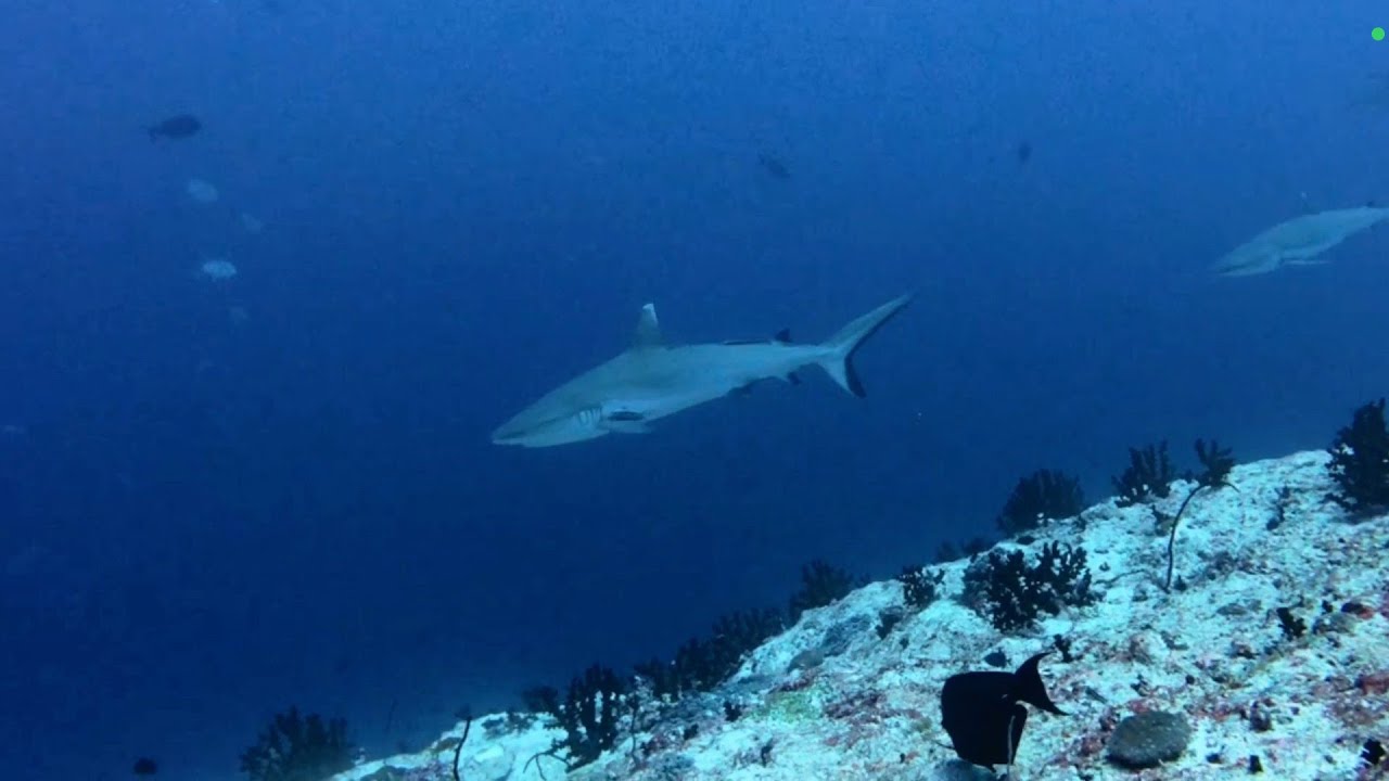 Diving Maldives 2026 - South Atolls Adventure - Part 4