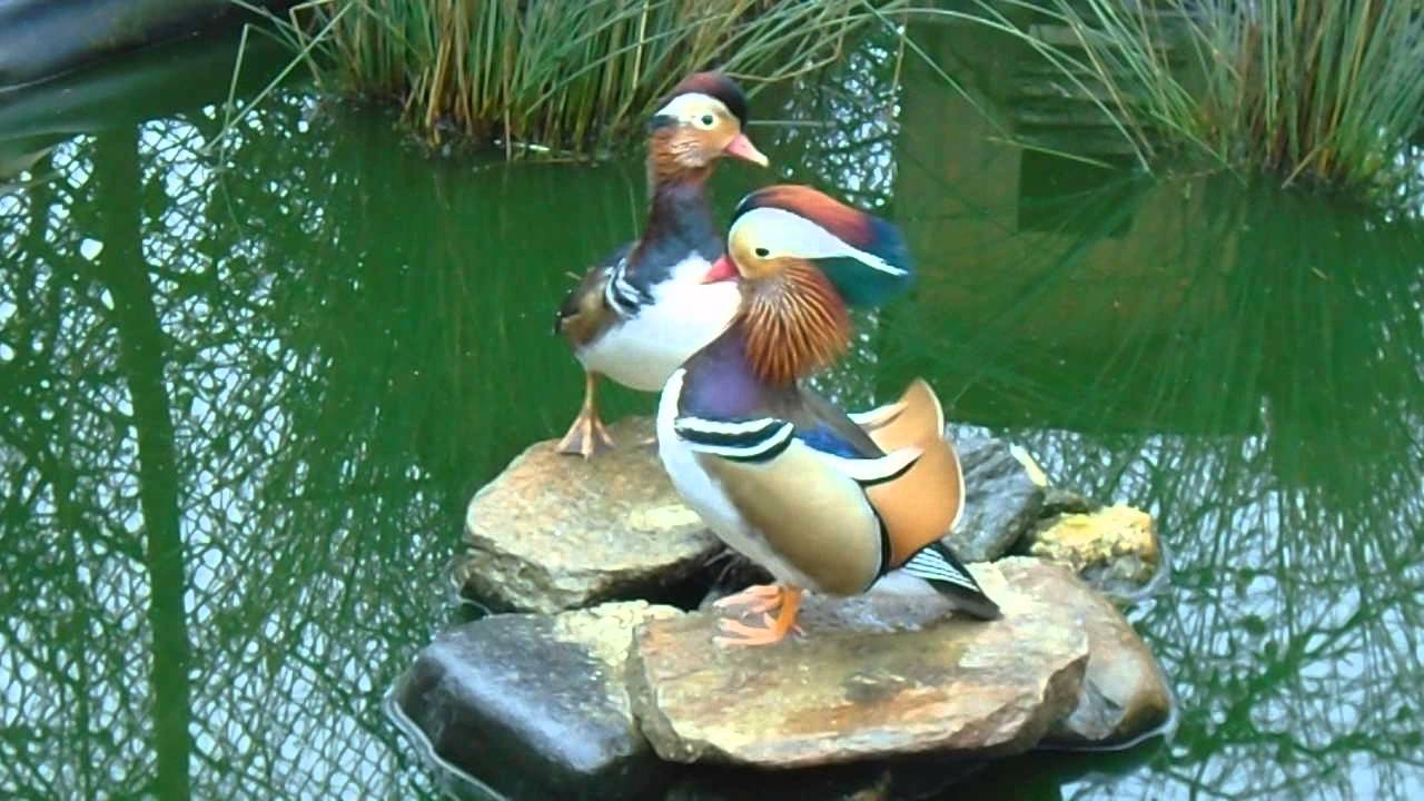 Rate Mandarin / Mandarin ducks