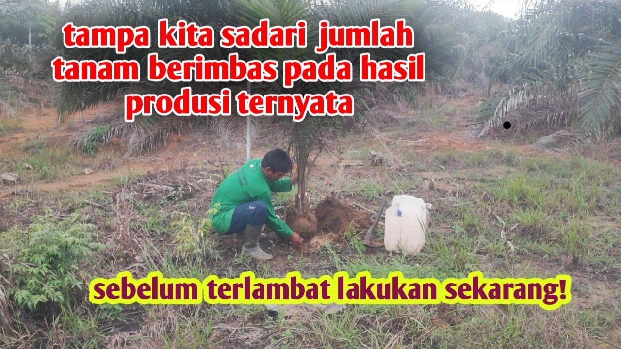 Melakukan kegiatan tanam sisip tanam ulang