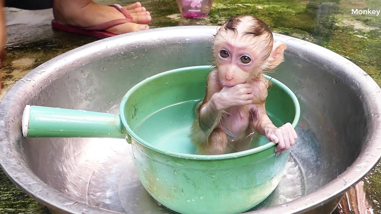 Most Cute Little Zuji Sitting In Small Pool | Zuji Has Good Health