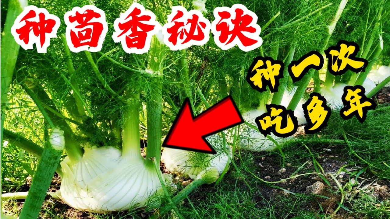 种茴香 不容易生虫不太需要打理的懒人菜 吃自己种的清洁茴香 How to Grow Fennel From Seed Easy Gardening Tips
