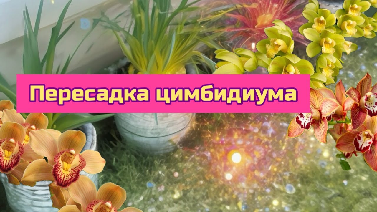 Пересадка цимбидиума и мой уход. Цимбидиумы на улице, содержание  #plants #orchid #cymbidium