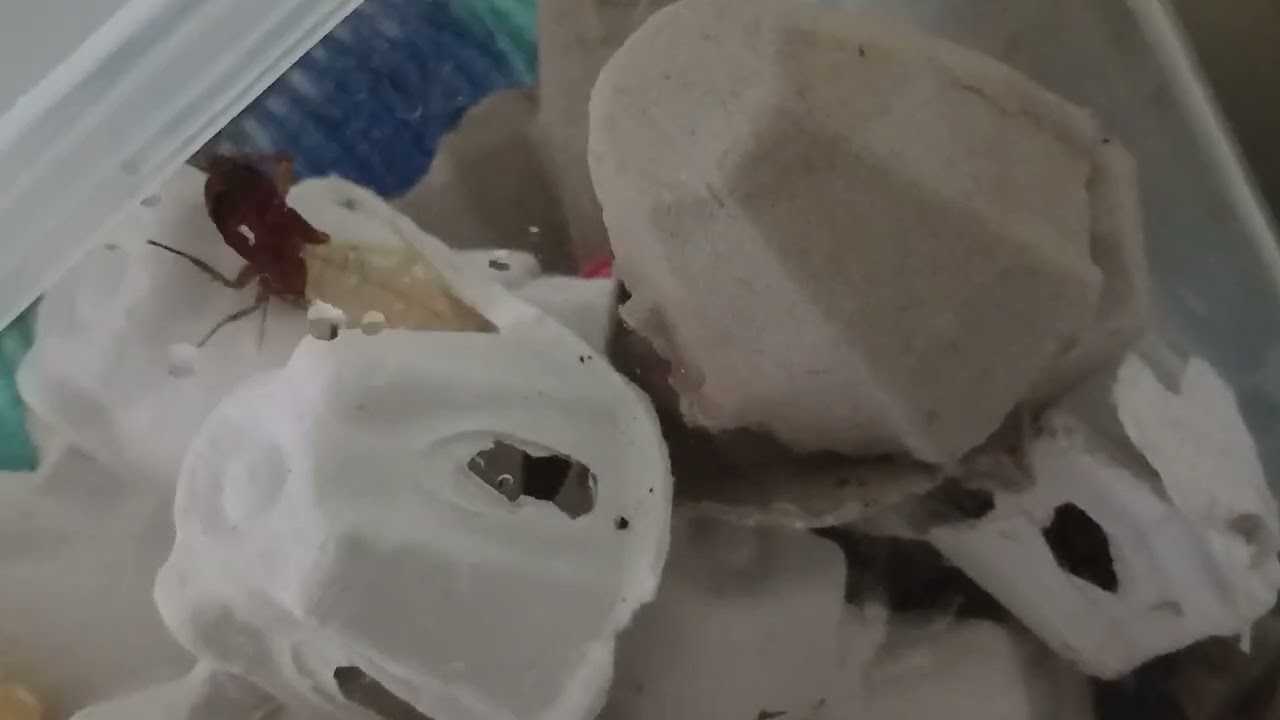 미국바퀴 탈피 영상