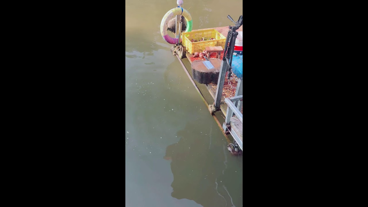 livestreaming
