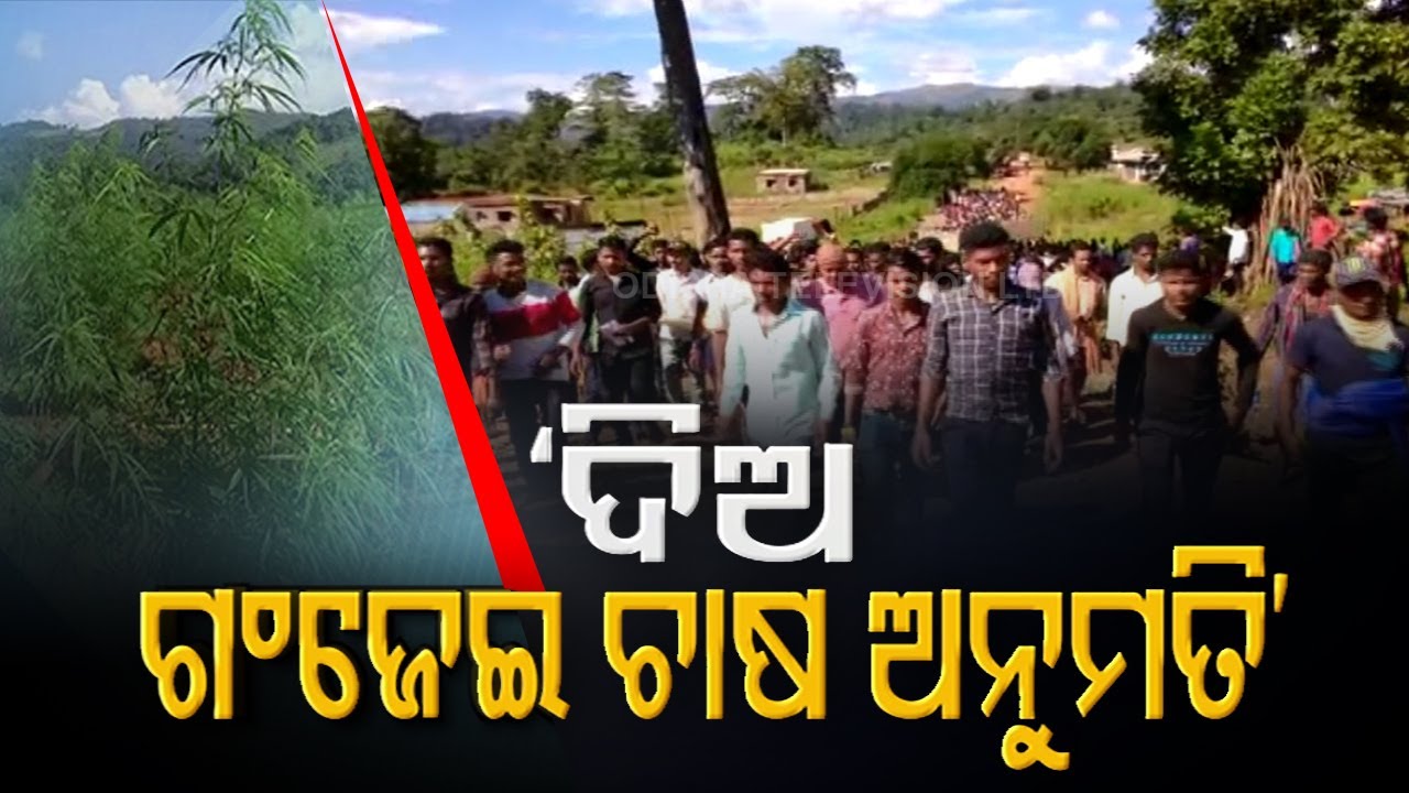 Odisha's Swabhiman Anchal Villagers Stage Protest Over Destruction Of Ganja Plantation