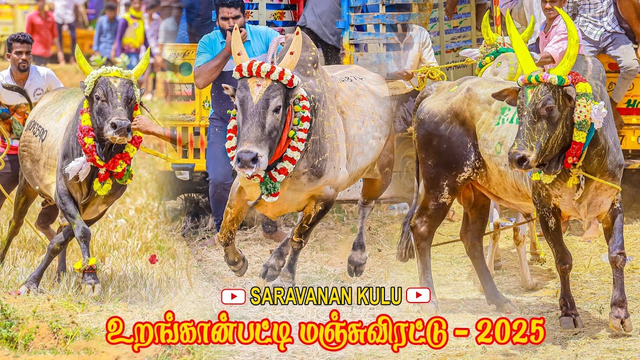 உறங்கான்பட்டி மஞ்சுவிரட்டு 2025 [ PART-1 ] #manjuvirattu2025  #uranganpatti  #jallikattu2025