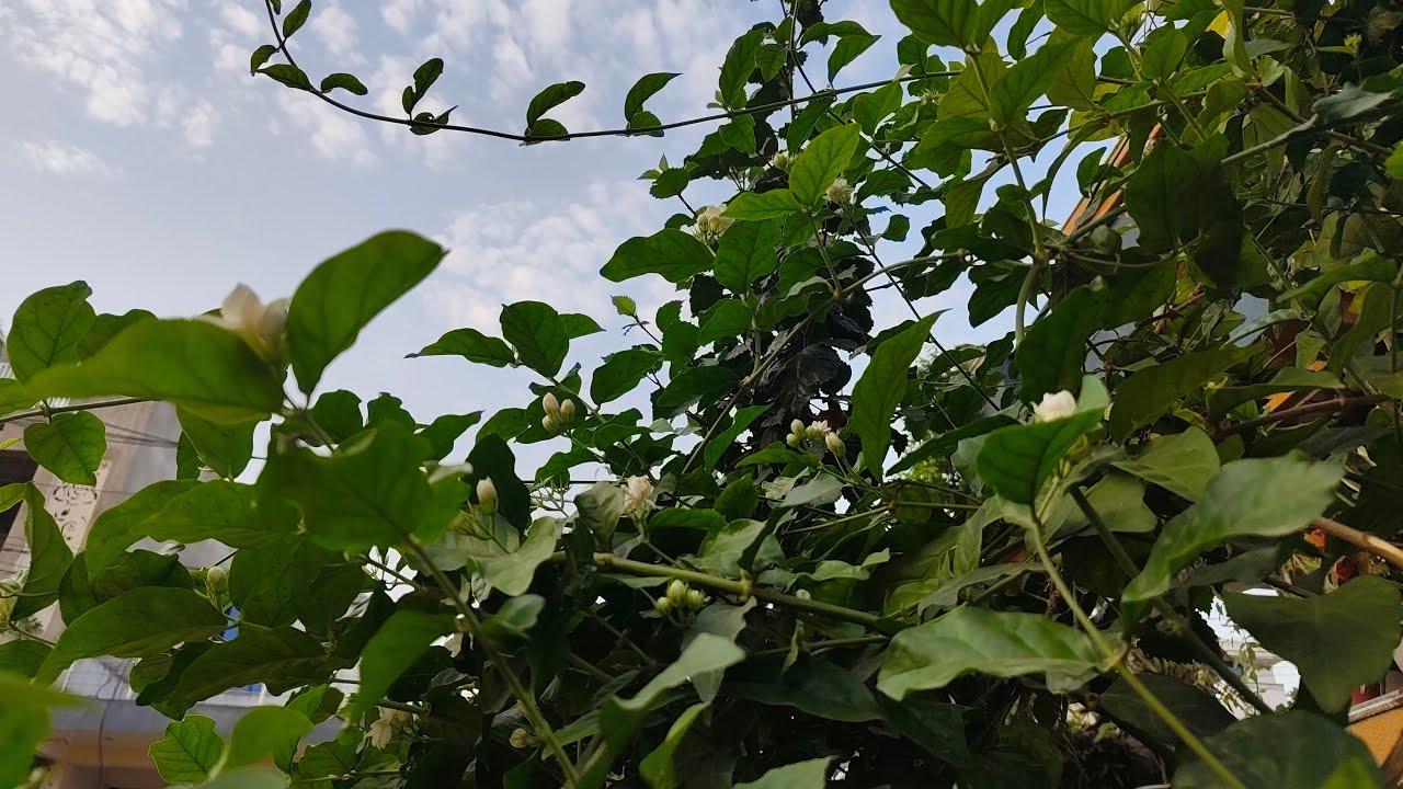 welcome to Fun Food and Gardening  live🥳🥳#live#asia#india