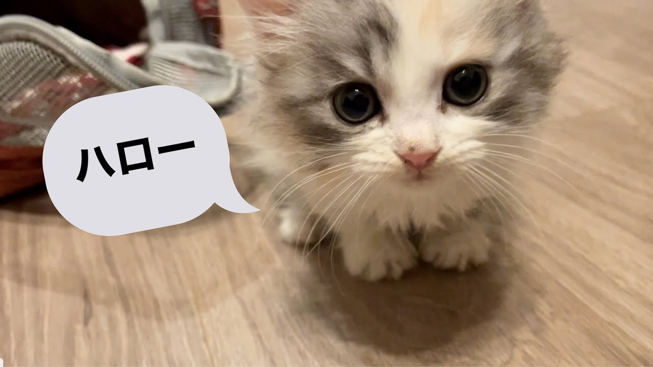 激かわ！極小!! 生後50日のミヌエットの子猫がやってきた!!!