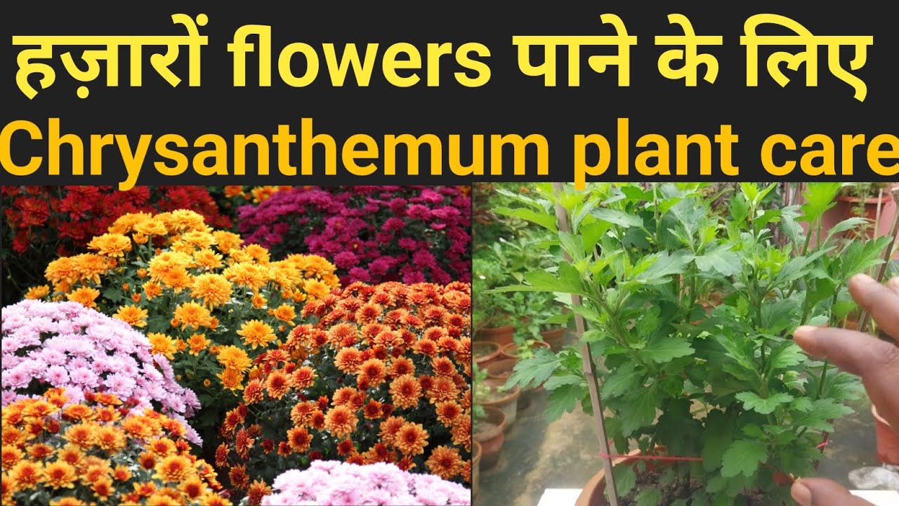 chrysanthemum care / chrysanthemum flowers / Guldaudi plant ko kaise grow kare / Chandramallika care