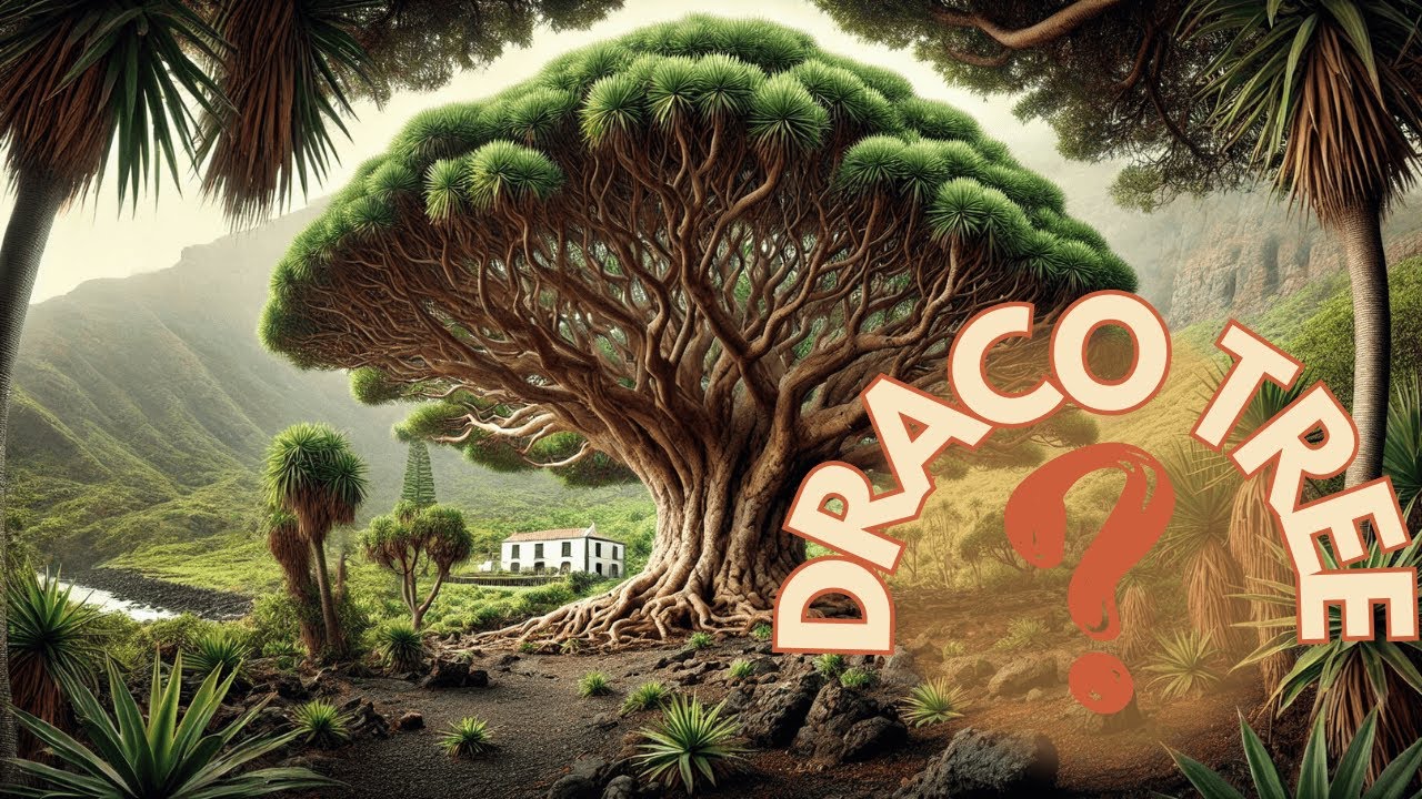 What Do DRAGON'S BLOOD TREES HIDE? SECRETS and Fascinating Facts 🐉