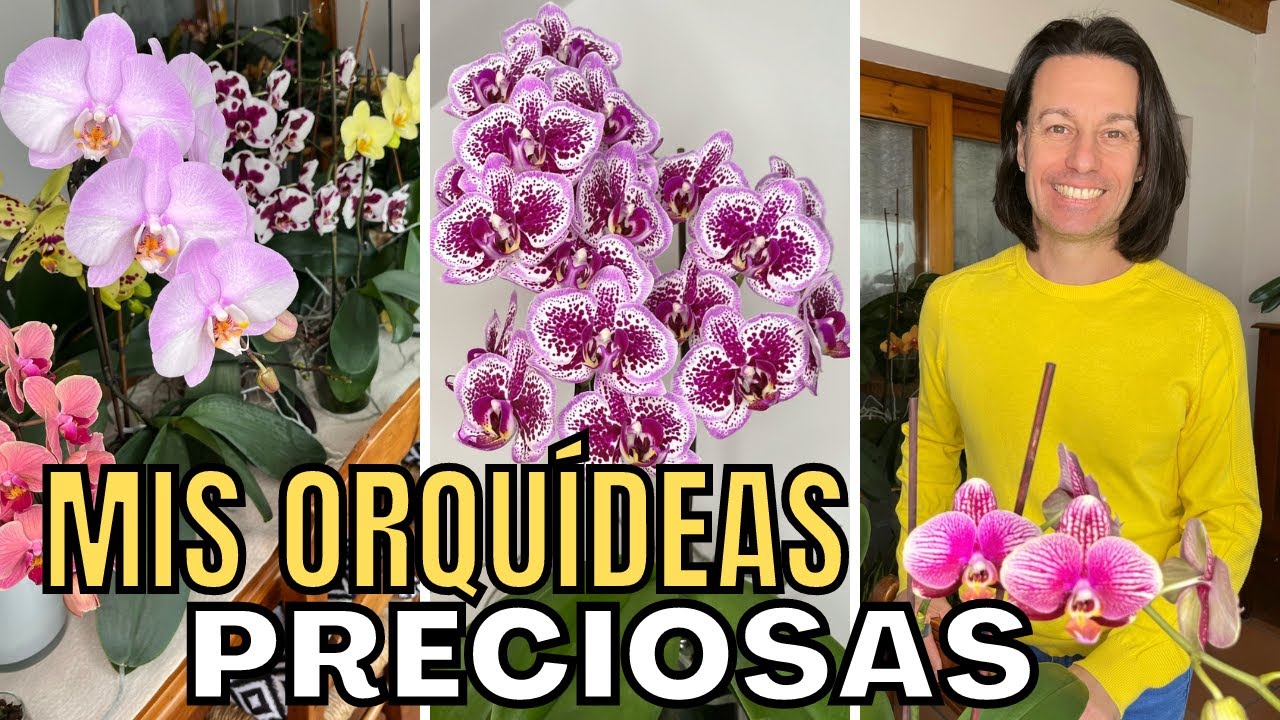 NUEVAS FLORACIONES DE MIS ORQUÍDEAS / ORJO'S HOME