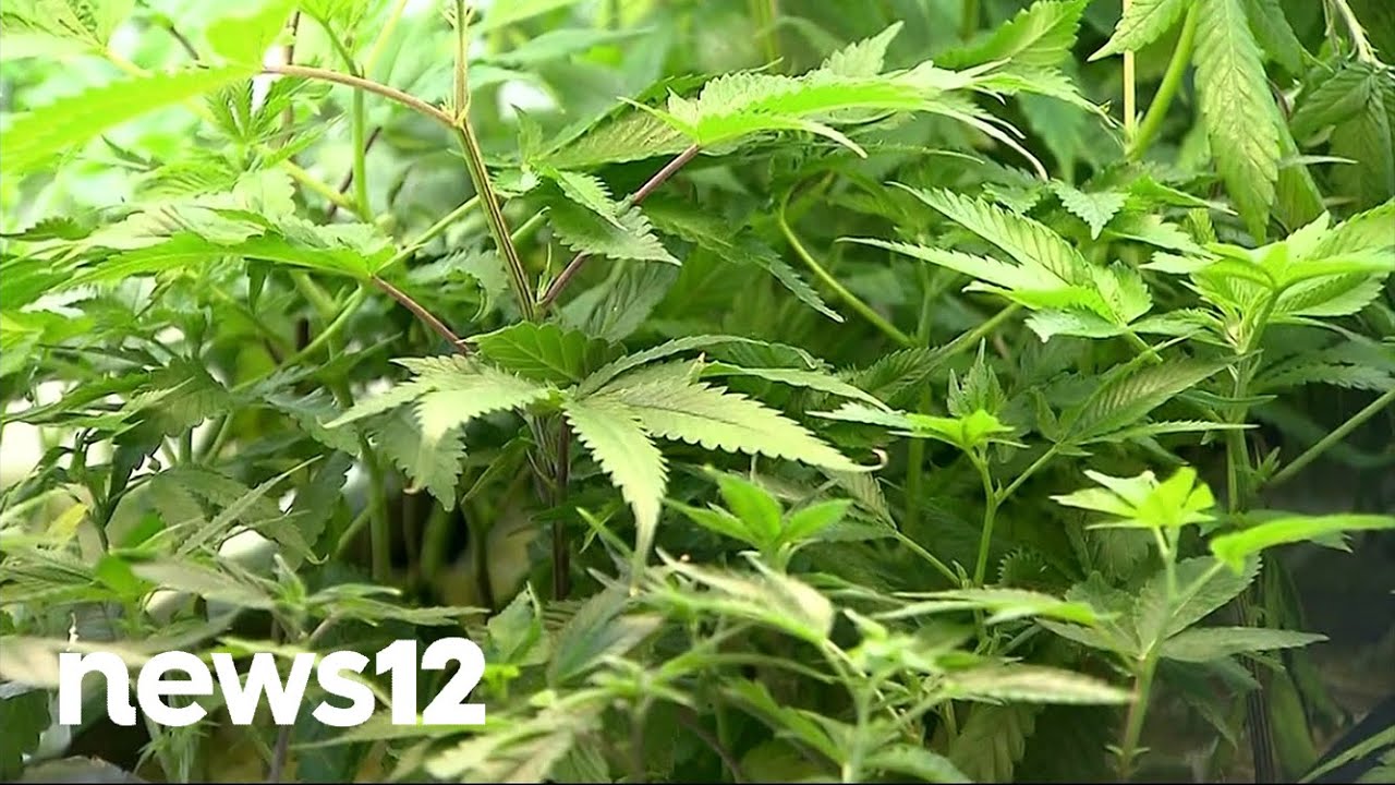 Governor plans overhaul of NY&rsquo;s cannabis rollout following scathing state review | News 12