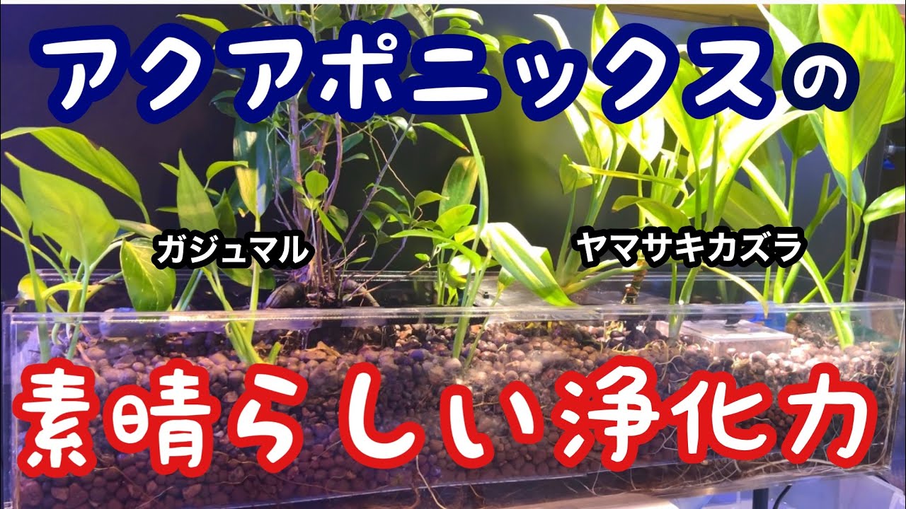 ヤマサキカズラの浄化力はどれほど凄いのか【アクアポニックスの実力】