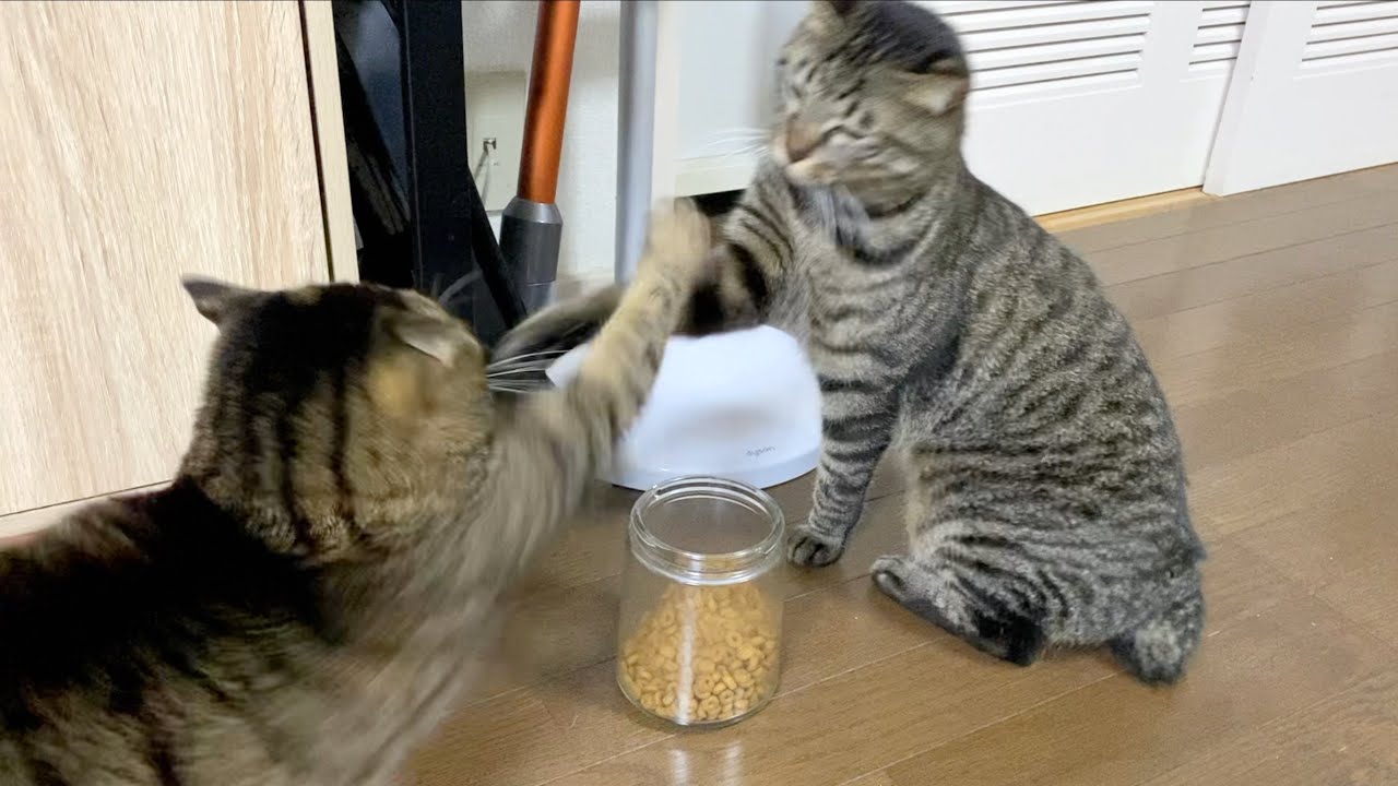 猫同士がおやつの目の前で喧嘩を始めました...