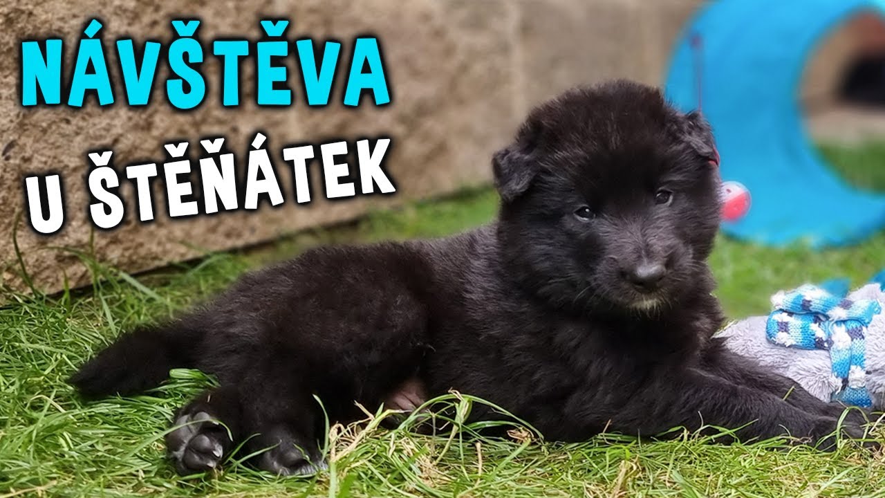 Na návštěvě u štěňátek | Belgický ovčák groenendael a tervueren | CHS BriBiaDai #puppies