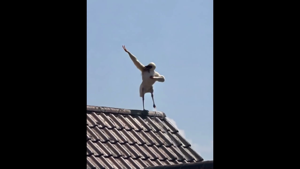 Dancing Queen