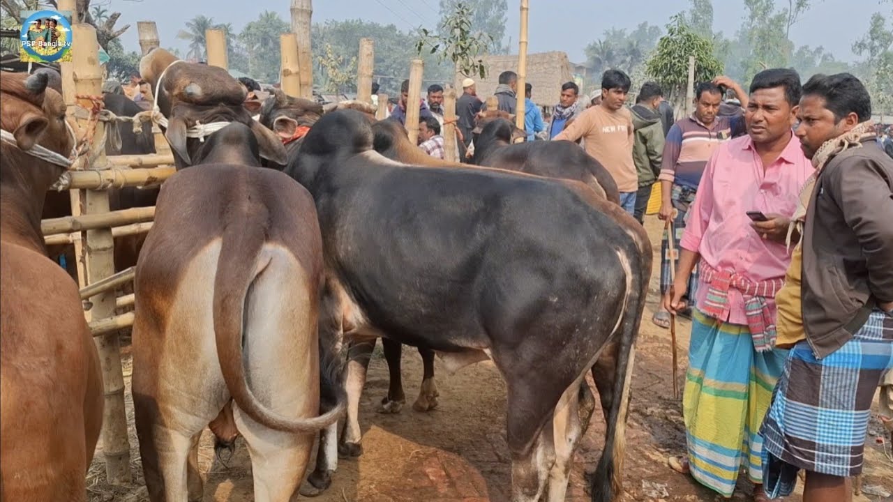 @ ৯/২/২০২৬|| ঢাকার খামারীর কুরবানির দাঁতালো ষাঁড় গরু কেনা দিনাজপুরের আমবাড়ী হাটে||
