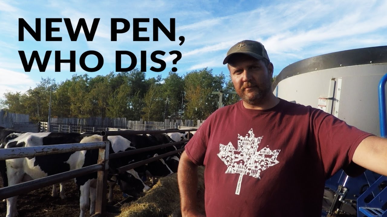 Preparing a new dairy cow pen, and measuring for silage piles