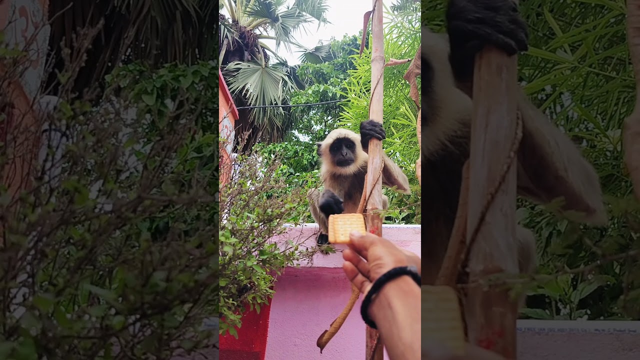 #ytshorts #raviyadavvlogs #viralvideo