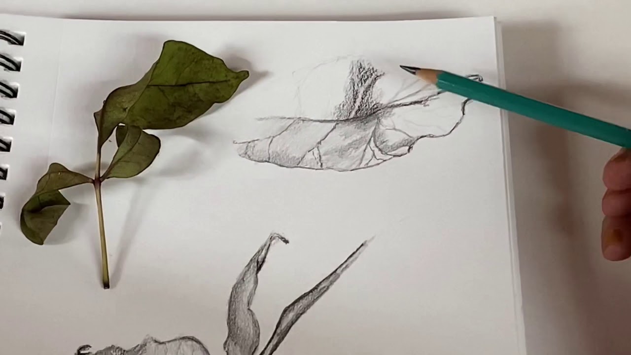 Formas Org&aacute;nicas: Flor y Hoja