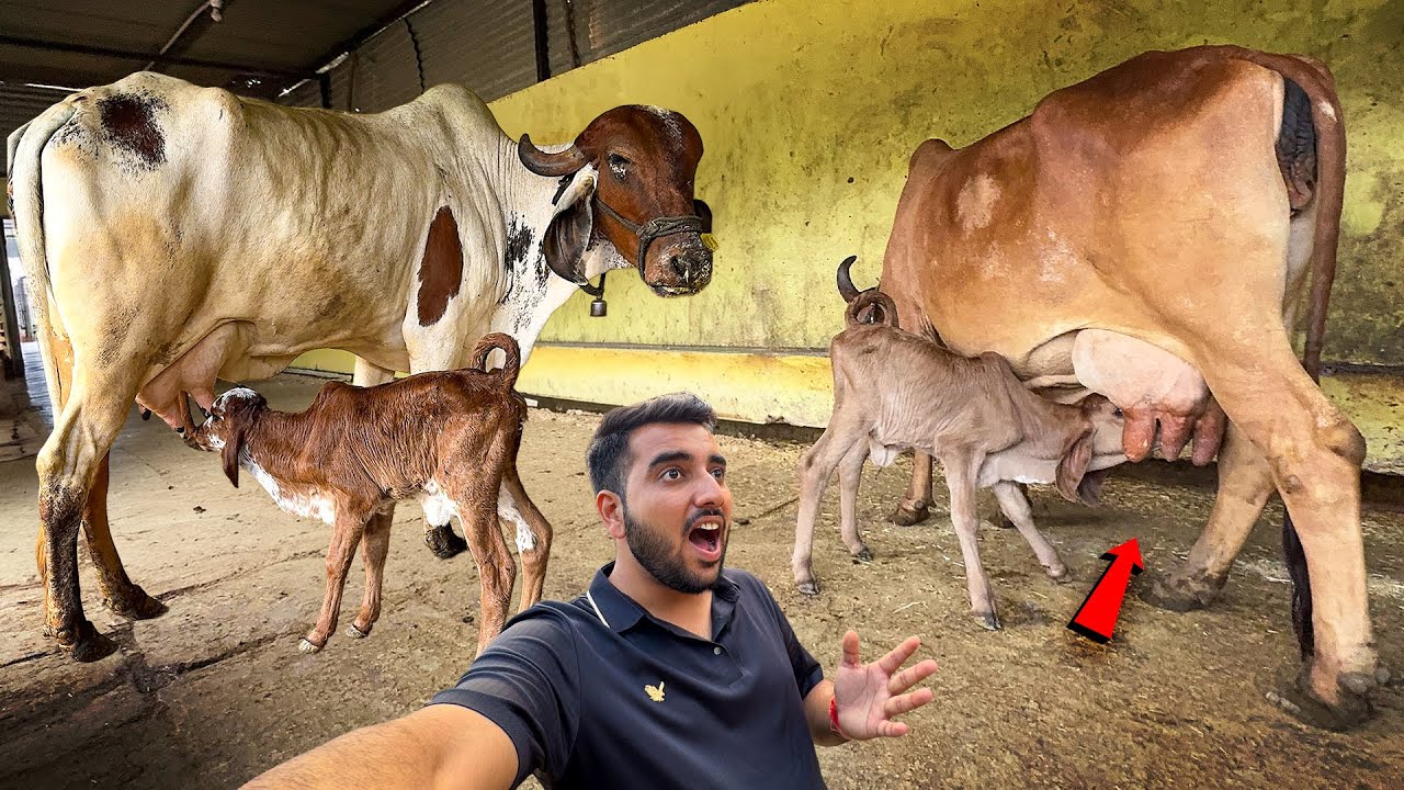 Gunnu Ka Udder (Than) Kitna Bada Hai😱Bachadiya Arjun Or Baglino Ke Sath😅