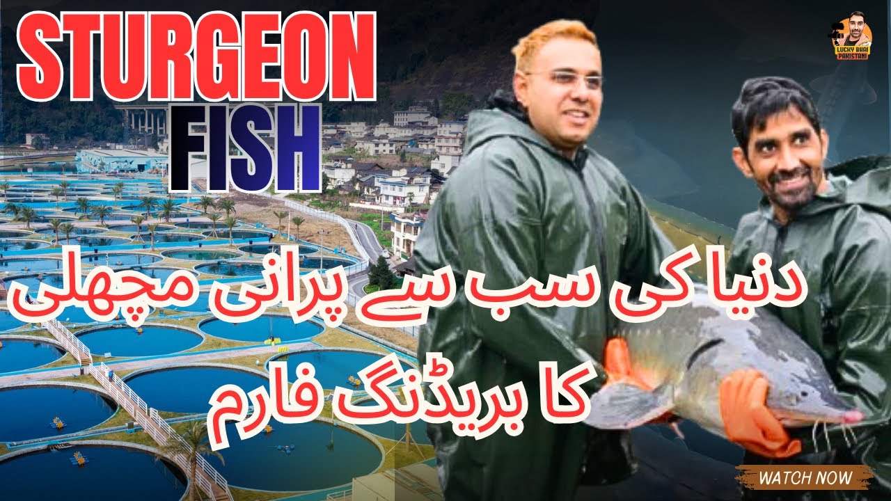 How This Fish Farm Produces World-Class Caviar | Full Operation | China fish production 