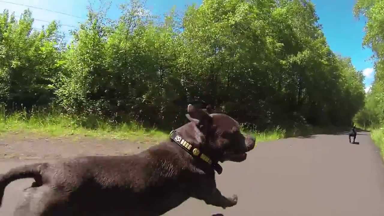 Thor & Freya's Fun Run - Staffordshire Bull Terriers