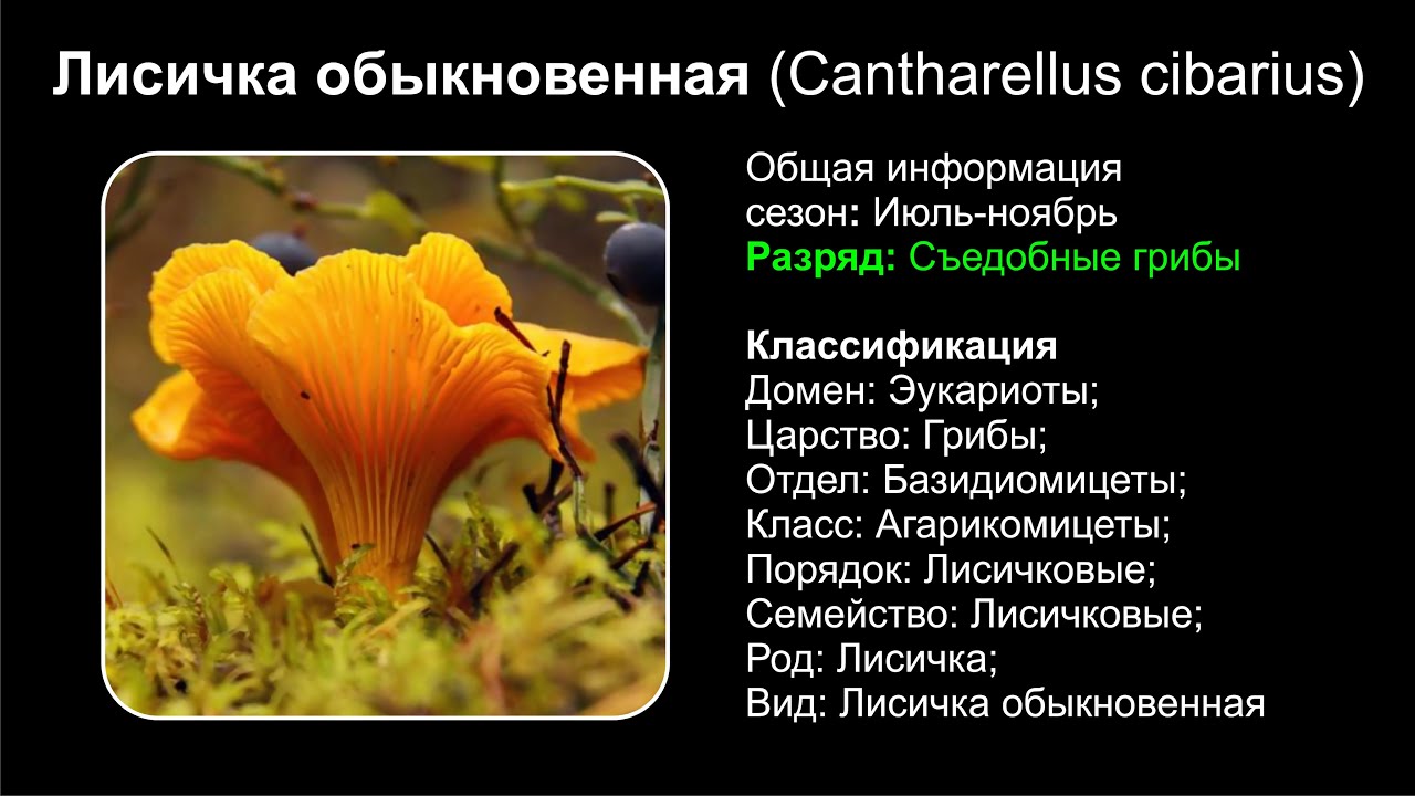 Лисичка обыкновенная (Cantharellus cibarius)