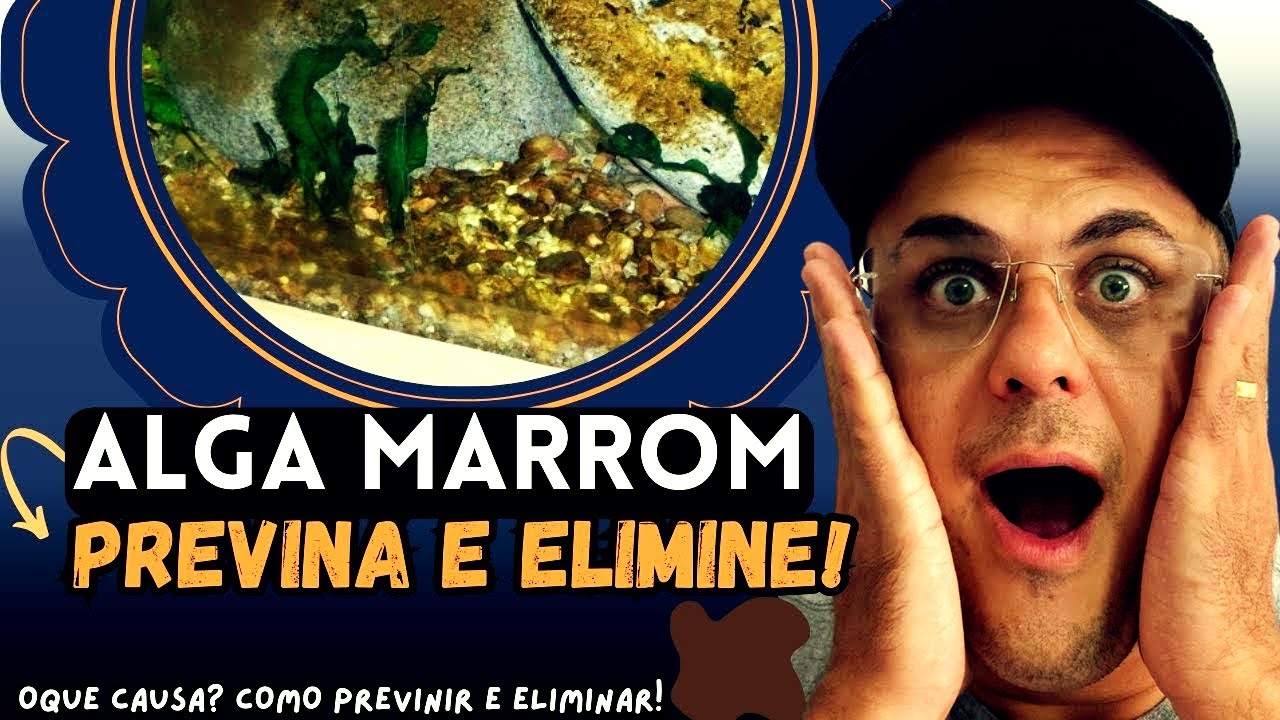ELIMINE ALGA MARROM do Aquário de Forma SIMPLES e EFICIENTE!