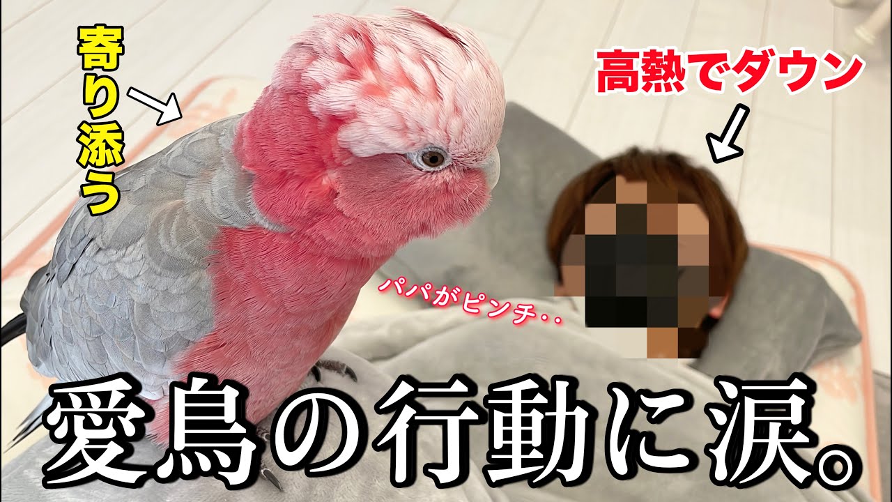 体調不良で倒れたパパを看病する彼女系オウムに涙が溢れました‥【モモイロインコ】