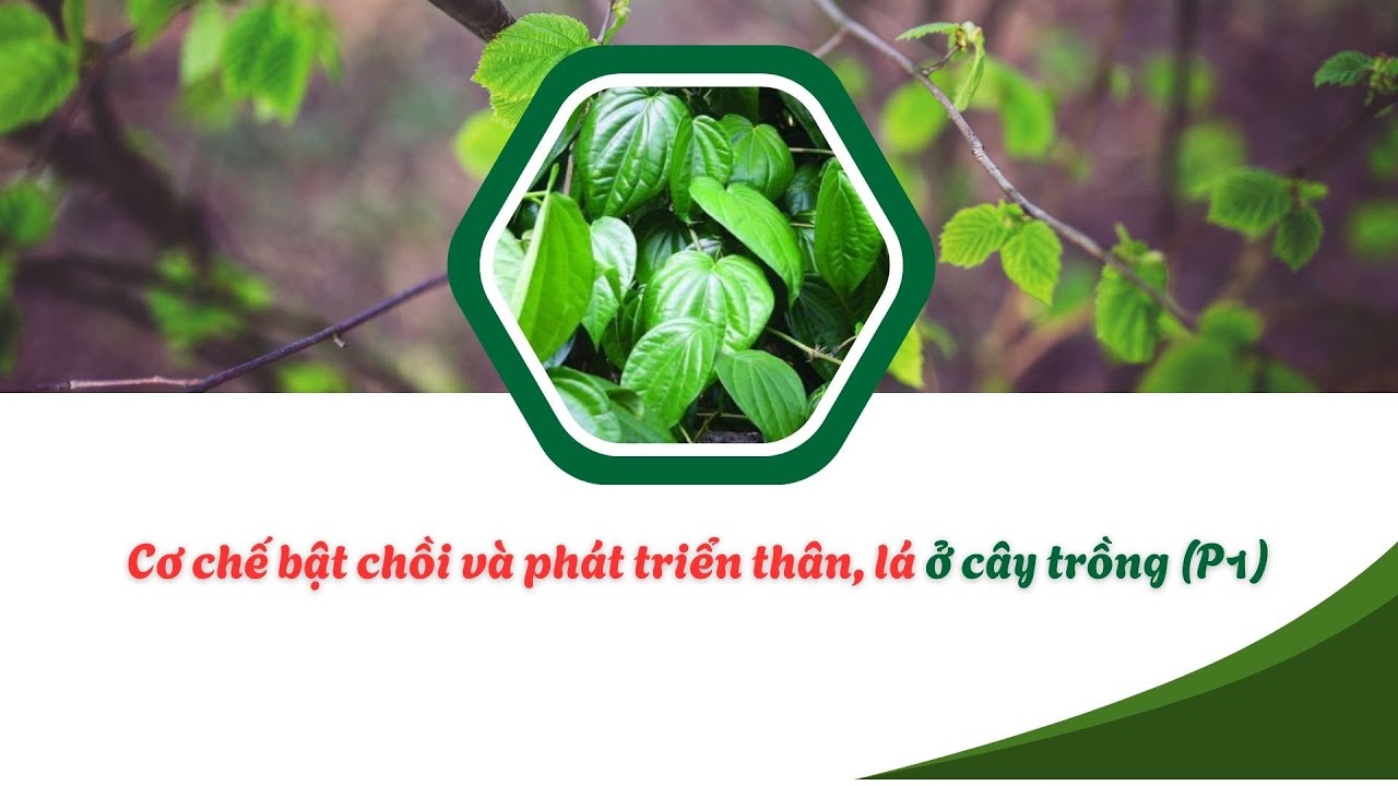 CƠ CHẾ BẬT CHỒI VÀ PHÁT TRIỂN LÁ Ở CÂY TRỒNG (P1)
