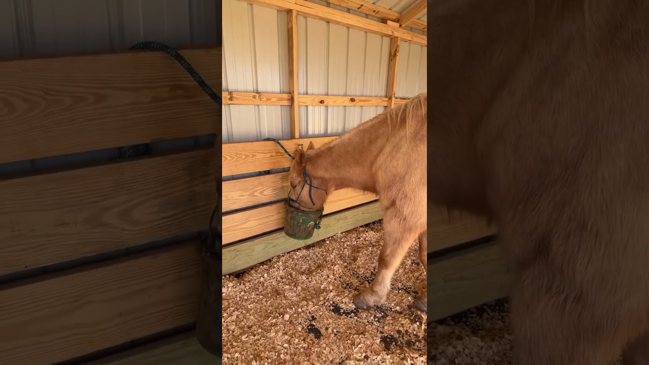 Stable life horses eating 