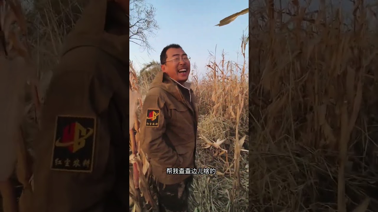 40人扒苞米队伍，场面壮观！ #dou上热门 #三农 #新农人计划 #扒苞米