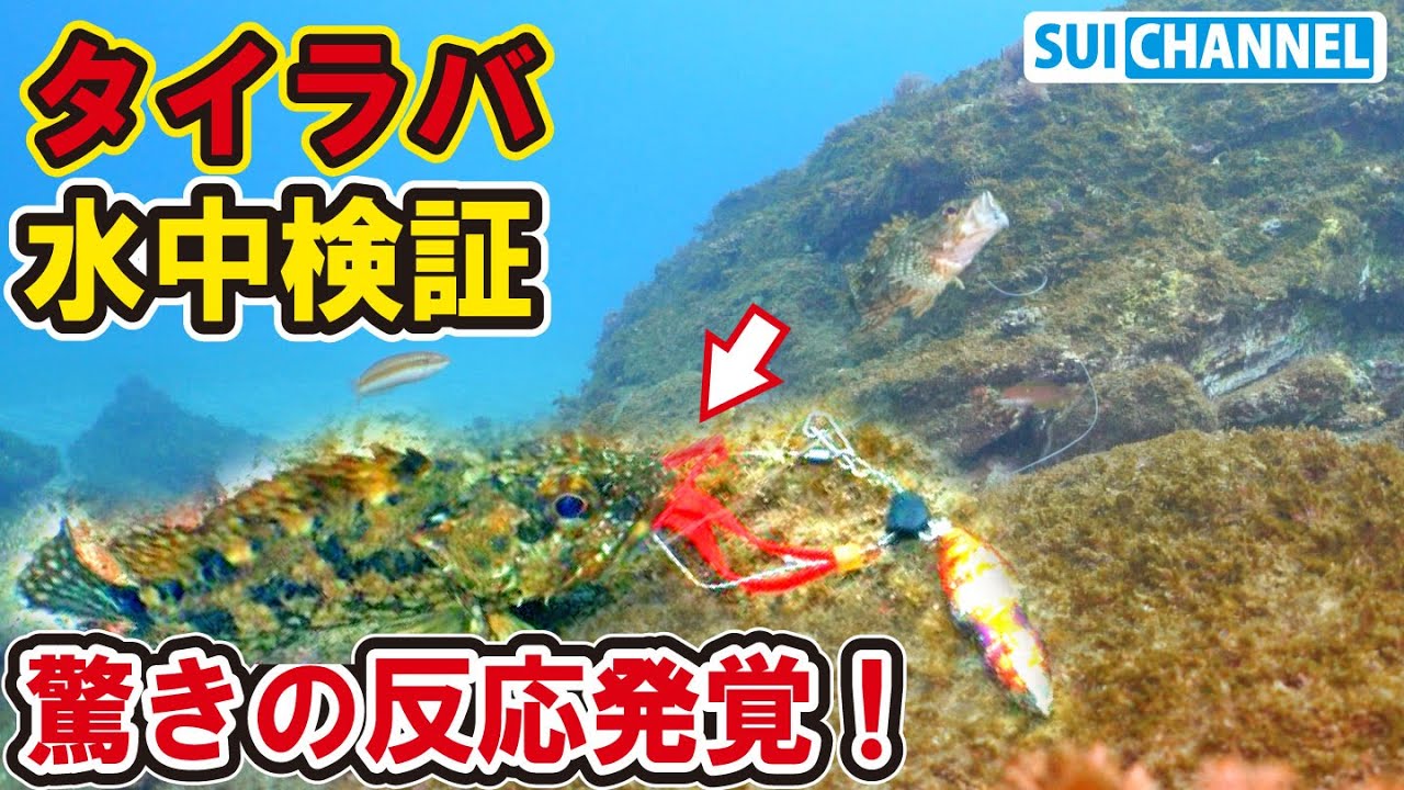 【水中検証】タイラバで釣れる魚、実はサルカンを食べていた！？検証してみた
