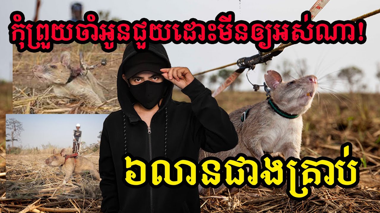 វីរៈកណ្តុរ HERORAT និង គោលដៅដោះមីនជាង6លានគ្រាប់របស់ពួកគេ