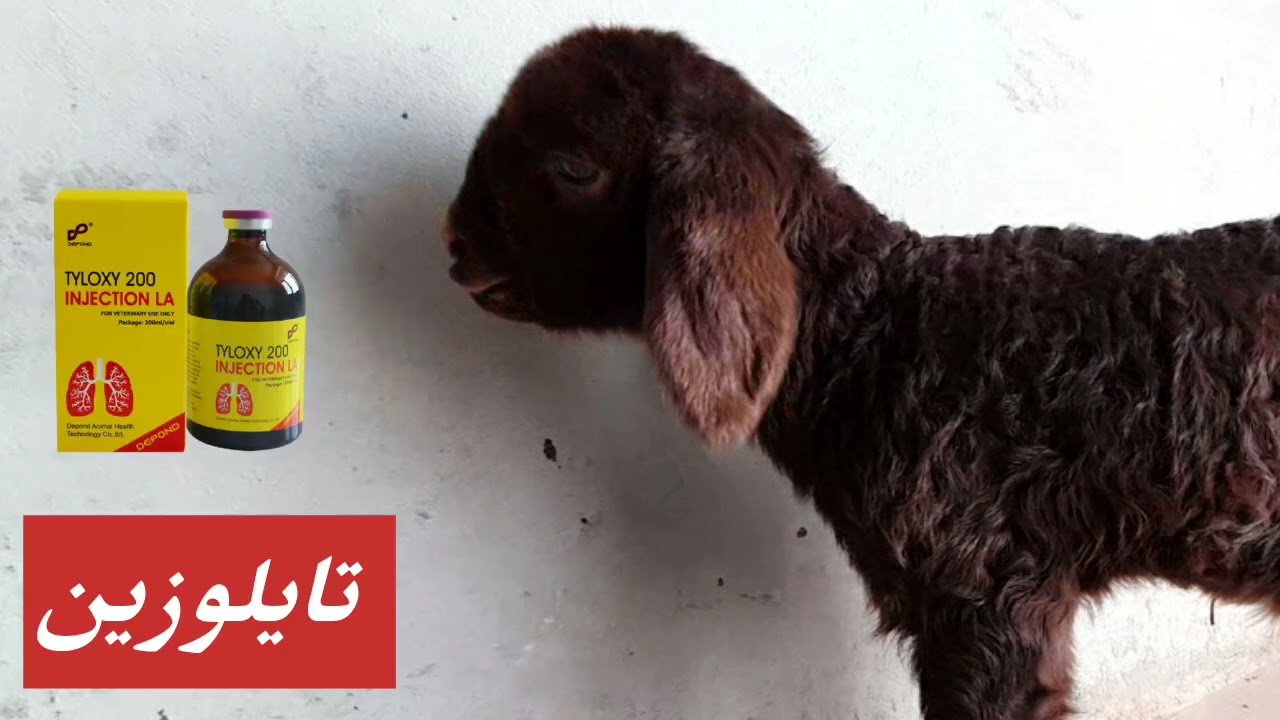 شاهد أسباب هذه الاصابة عند الخراف وكيفية علاجها الصحيح