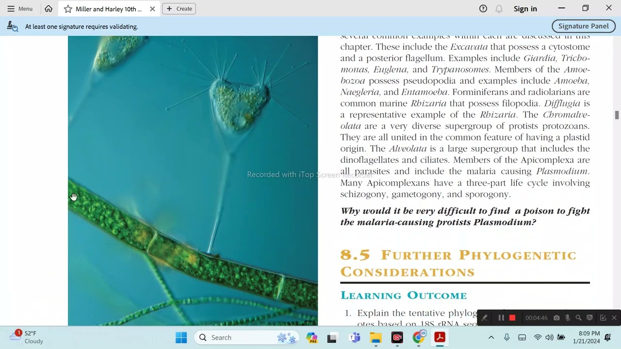 Heteronuclei in Ciliates I Reproduction I Zoology I Chapter No. 08 I Miller & Harley I KEMSEN