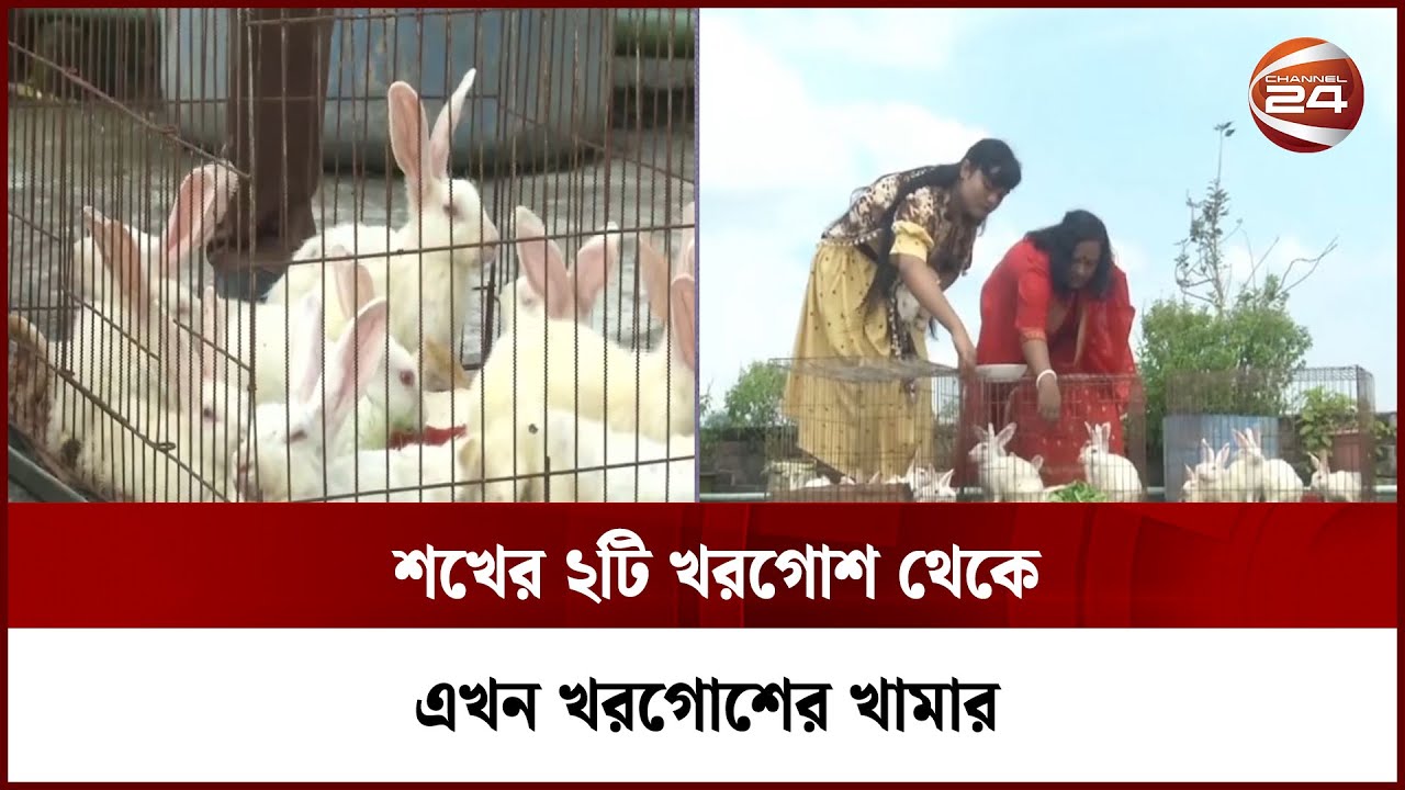 শখের ২টি খরগোশ থেকে এখন খরগোশের খামার | Rabbit Farm | Mymensingh ।  Channel 24
