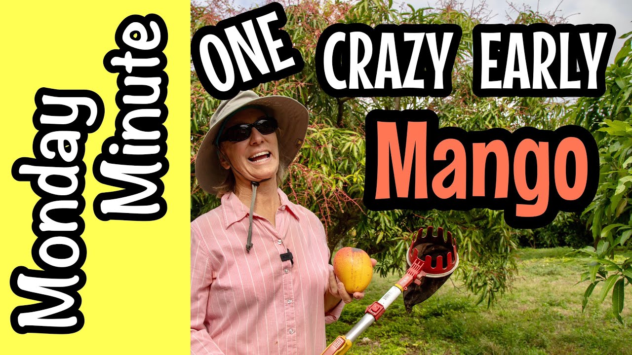 Monday Minute- ONE Crazy Early Mango!