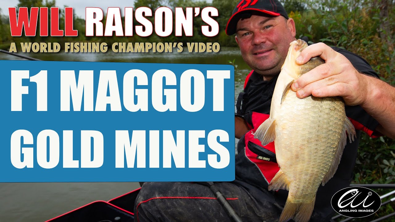 F1 Carp Maggot Tactics | Will Raison Fishing
